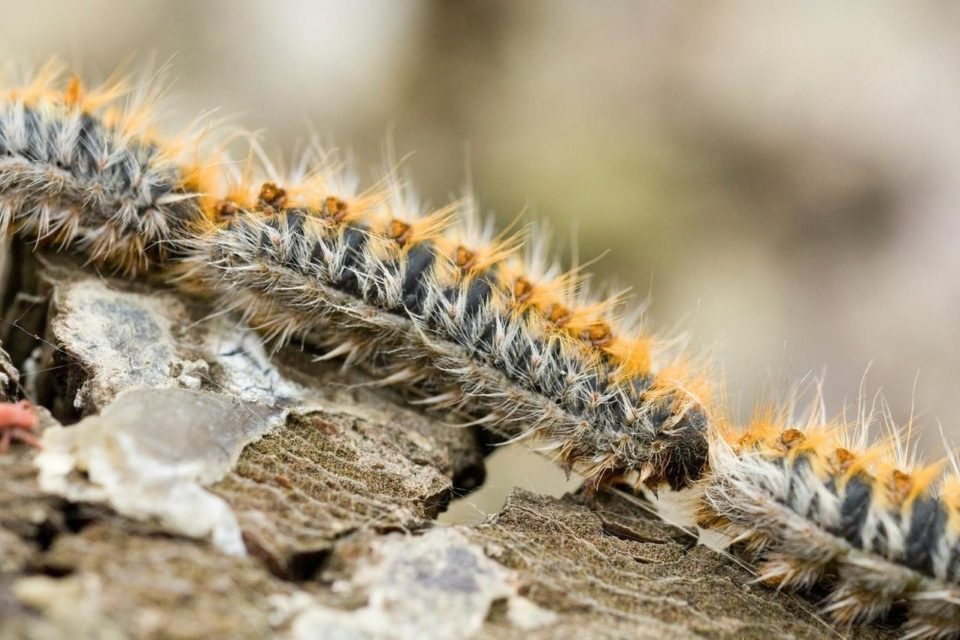 Chenilles processionnaires : gare aux poils urticants !