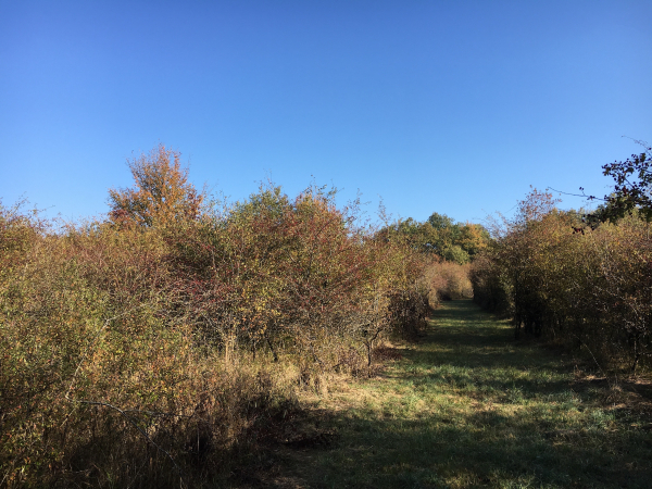 Haute-Marne : la MRAE se prononce en défaveur du parc photovoltaïque de Saints-Geosmes