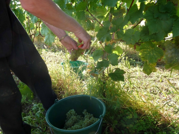 Vendanges : les vignerons recherchent encore de la main d&rsquo;œuvre