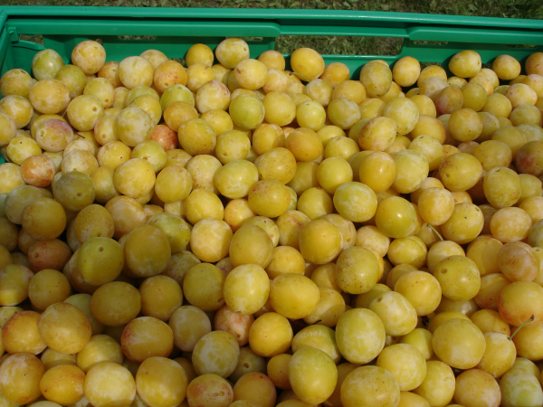 Lorraine : coup d&rsquo;envoi de la cueillette de la mirabelle