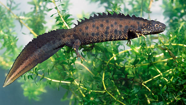 Vosges : le triton crêté est recherché dans les mares privées près de Saint-Nabord