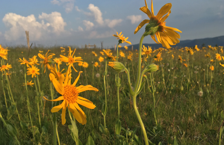 Vosges : la cueillette de l&rsquo;arnica annulée pour la seconde année consécutive
