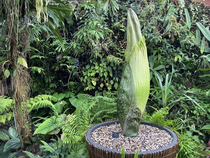 Nancy : le « Phallus de Titan », la plus grande fleur du monde, s&rsquo;apprête à fleurir