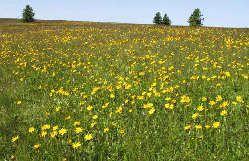 La Haute-Marne et la Meurthe-et-Moselle en vigilance jaune canicule, dès demain