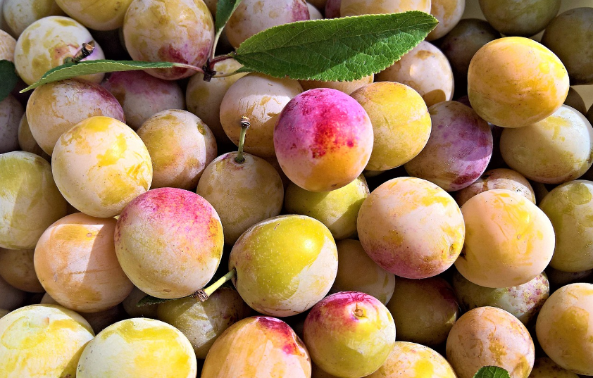 Lorraine : la météo capricieuse, de bon augure pour la récolte de mirabelles