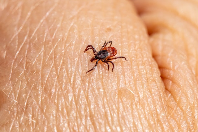 Lyme en Lumière : Une soirée pour sensibiliser sur la maladie et la prévention des piqûres de tiques