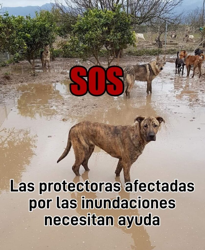 VOSGES : Une collecte s&rsquo;organise pour aider les refuges animaliers à Valence, en Espagne