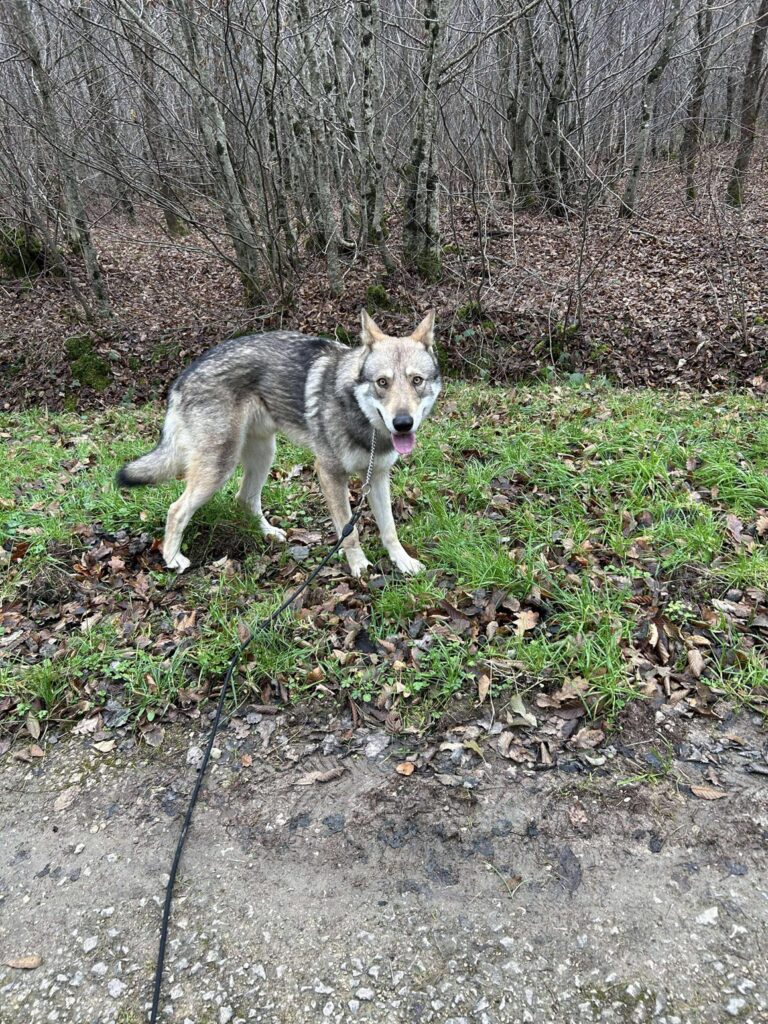 Le chien loup Thorn disparait à Charmes (88)