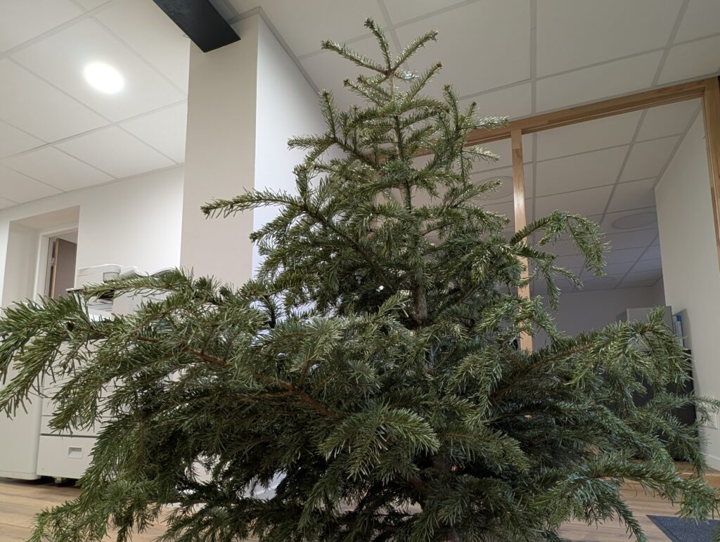 Recylez votre sapin jusqu&rsquo;au 30 janvier en Lorraine
