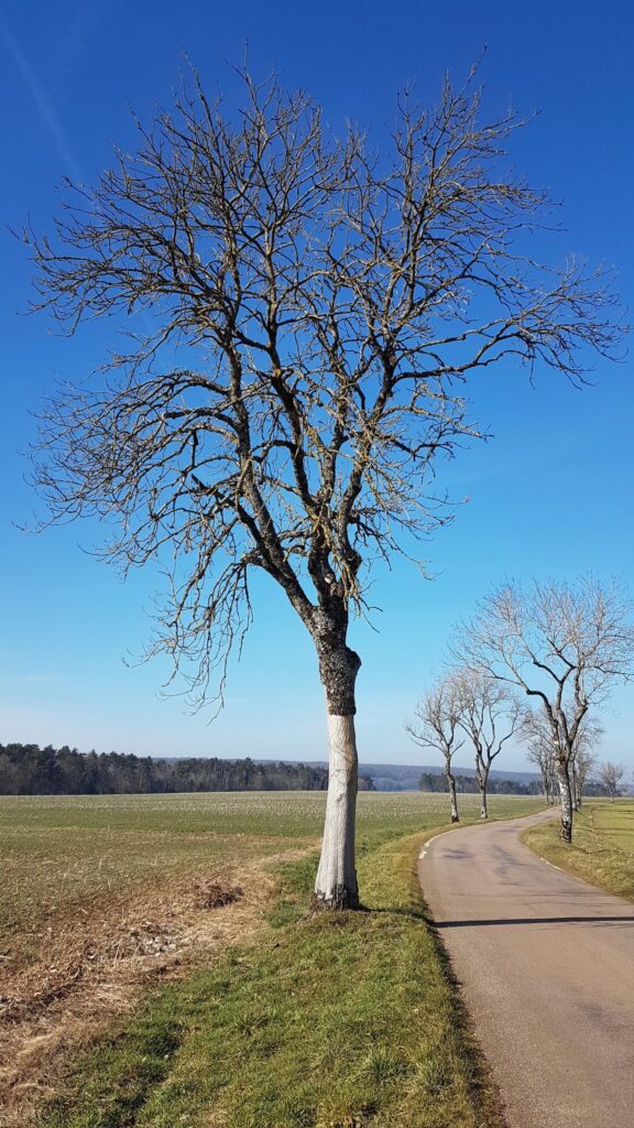 (52) : L&rsquo;abattage des arbres en Haute-Marne reporté