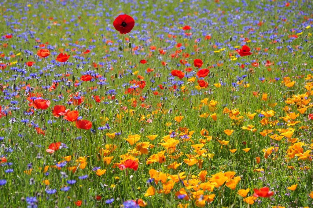 Fleurs de Ville 2025 : Épinal invite ses habitants à fleurir la ville !