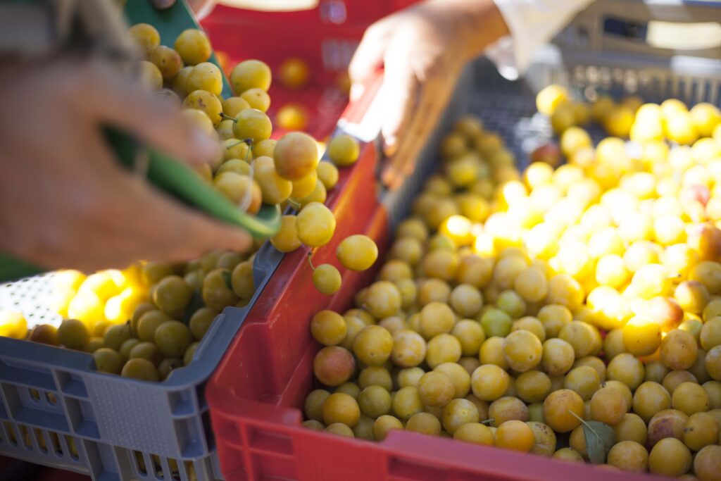 La Lorraine, poumon économique des mirabelles : la saison 2025 s&rsquo;annonce prometteuse