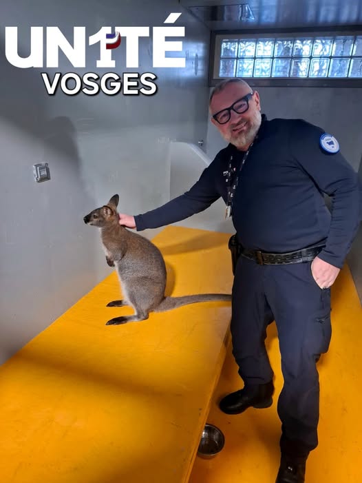 Le wallaby Gaston récupéré en pleine ville termine… en cellule au commissariat de Saint-Dié (88)